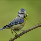 Der frühe Vogel fängt den Wurm