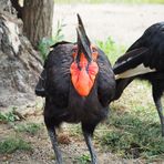 Der frühe Vogel fängt den Wurm