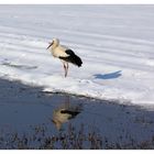 der frühe vogel fängt den wurm...