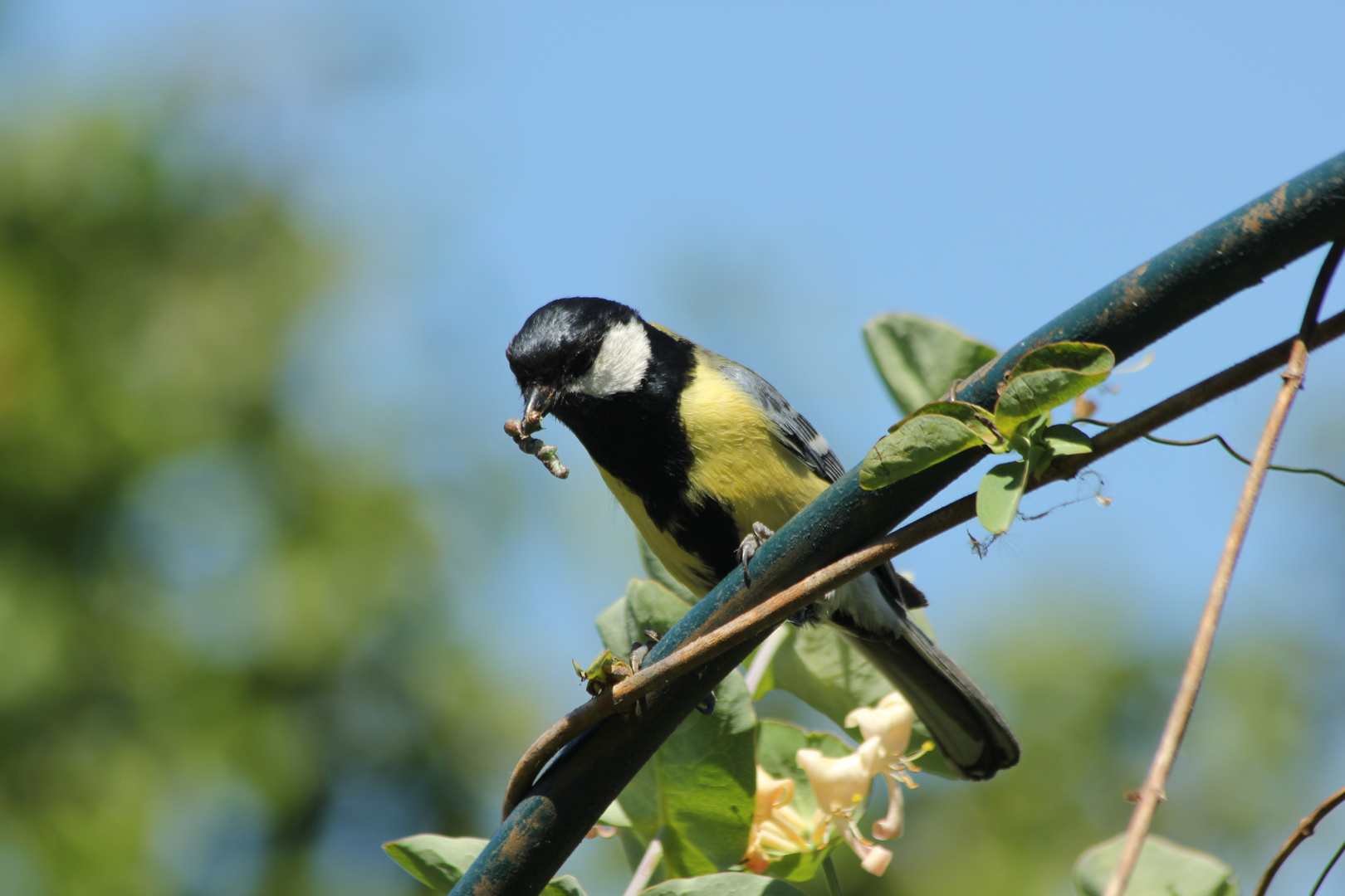 ..der frühe Vogel fängt den Wurm