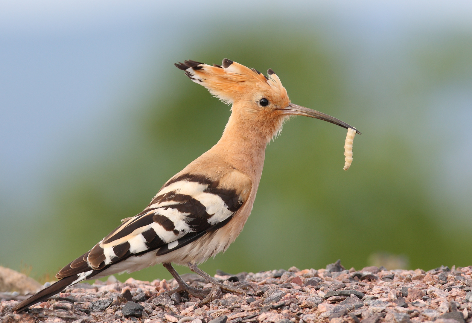 Der frühe Vogel fängt den Wurm