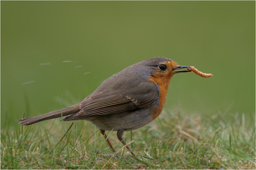 Der frühe Vogel fängt den Wurm