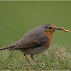 Der frühe Vogel fängt den Wurm