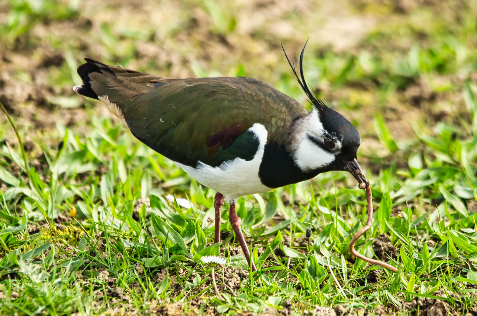 Der frühe Vogel fängt den Wurm