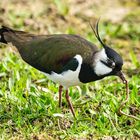 Der frühe Vogel fängt den Wurm