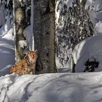 Der frühe Vogel fängt den Wurm (oder den Lux)