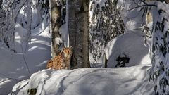 Der frühe Vogel fängt den Wurm (oder den Lux)