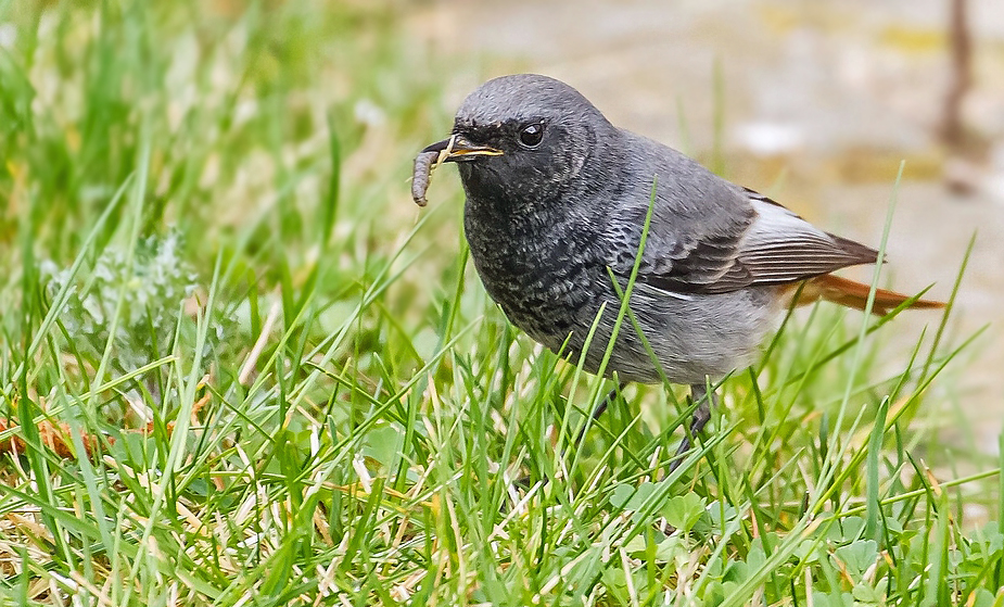 "Der frühe Vogel .... fängt den Wurm" - oder was das da ist