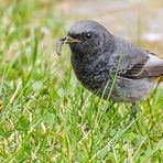 "Der frühe Vogel .... fängt den Wurm" - oder was das da ist