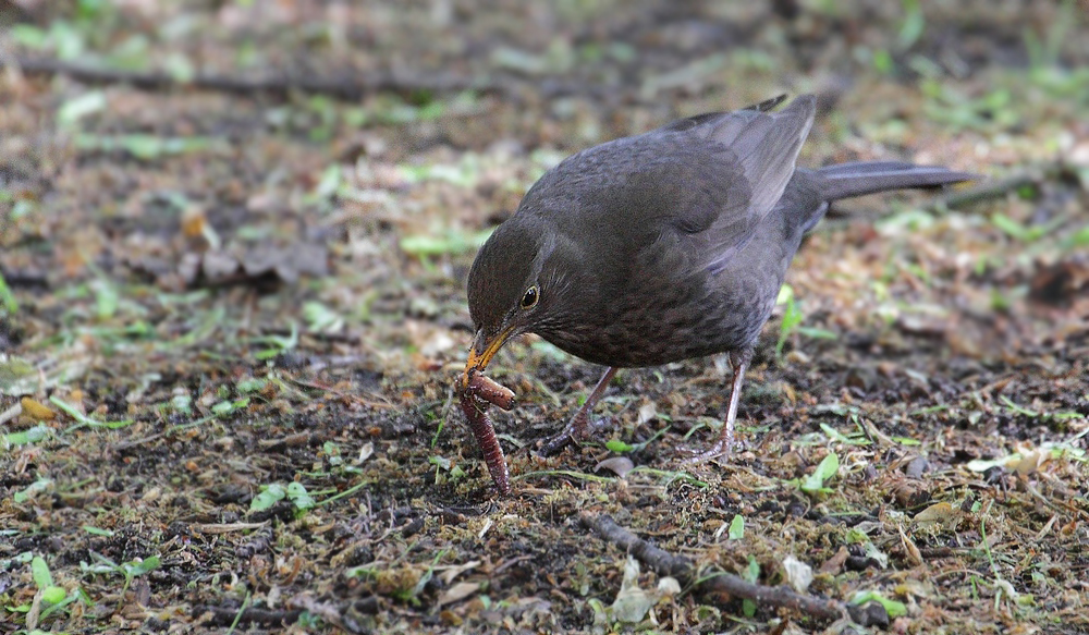 "Der frühe Vogel ...... fängt den Wurm" - stimmts?