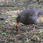 "Der frühe Vogel ...... fängt den Wurm" - stimmts?