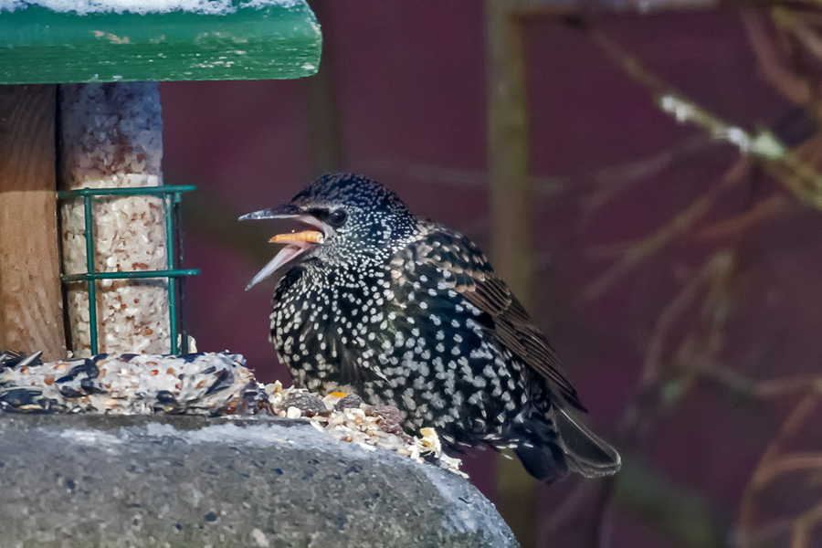 Der frühe Vogel fängt den Wurm, und sei er auch getrocknet...