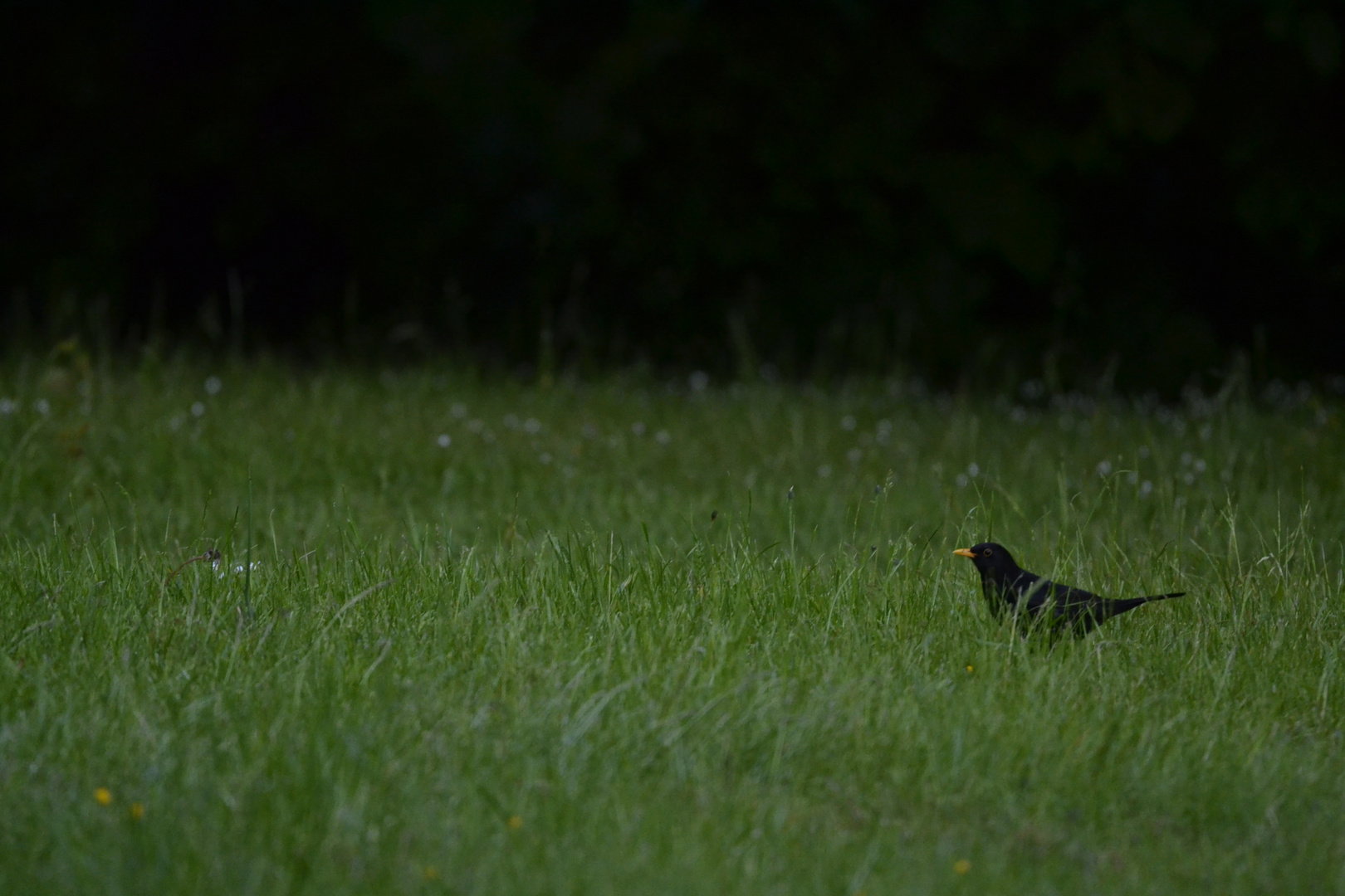 Der frühe Vogel fängt denn Wurm 