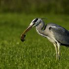 Der frühe Vogel fängt die Maus.