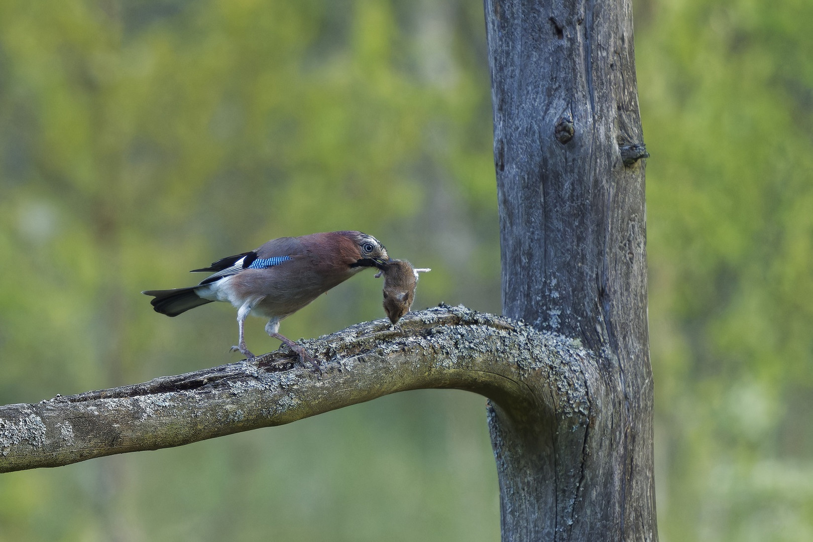 Der frühe Vogel fängt die Maus