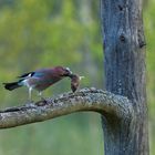 Der frühe Vogel fängt die Maus