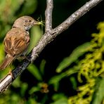 "DER FRÜHE VOGEL FÄNGT HEUT KEINEN WURM"