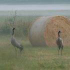 Der frühe Vogel ...