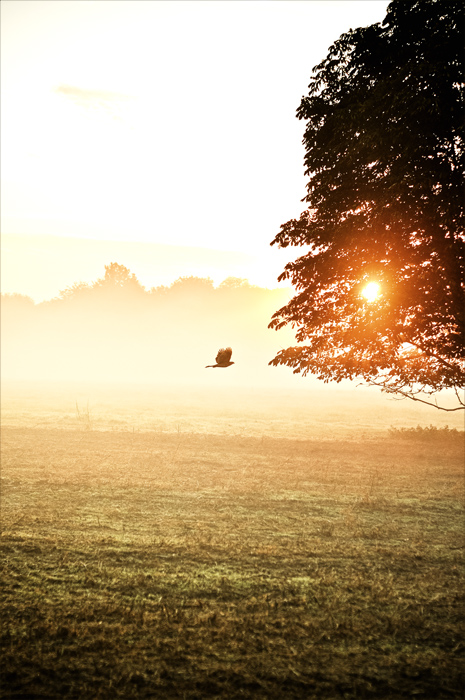 der frühe Vogel fliegt durch den Morgen-Nebel.