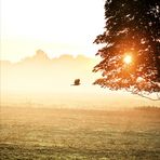 der frühe Vogel fliegt durch den Morgen-Nebel.