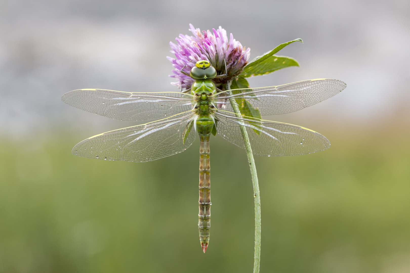 Der frühe Vogel fotografiert die Libelle