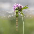 Der frühe Vogel fotografiert die Libelle