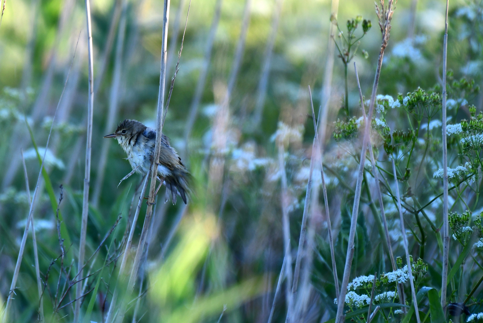 Der frühe Vogel kann mich mal