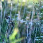 Der frühe Vogel kann mich mal