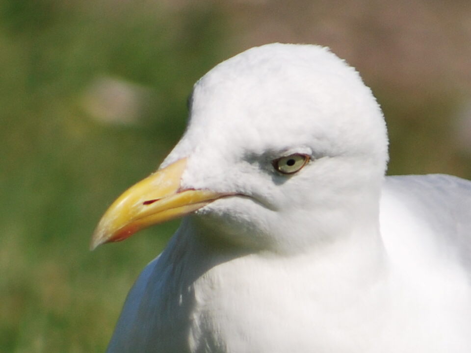 "Der frühe Vogel kann mich mal...."