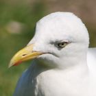 "Der frühe Vogel kann mich mal...."