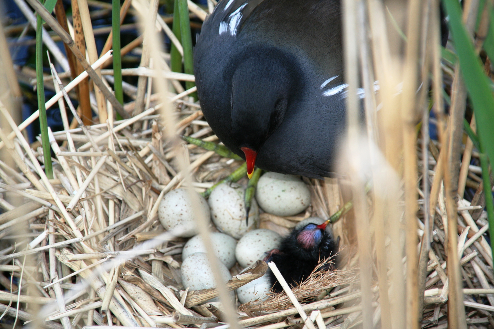 Der frühe Vogel kriegt den ersten Wurm von der Mama