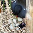 Der frühe Vogel kriegt den ersten Wurm von der Mama