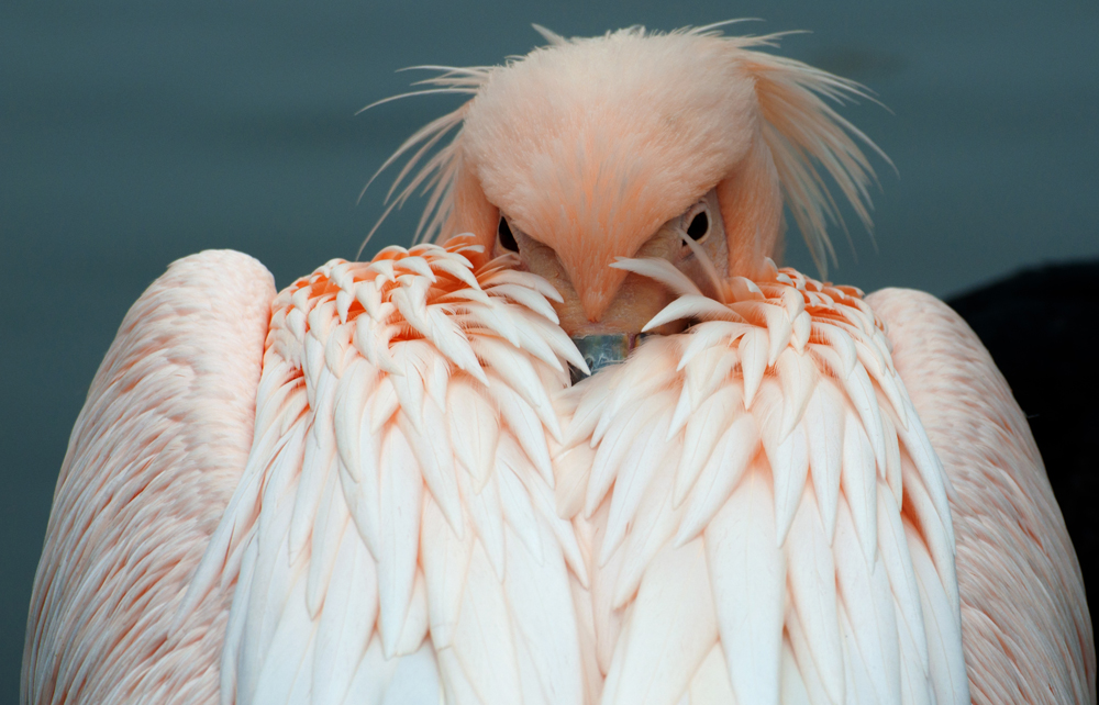 der frühe Vogel? "lass mir bloß meine Ruhe"