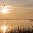 Der (frühe) Vogel über dem See