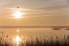 Der (frühe) Vogel über dem See