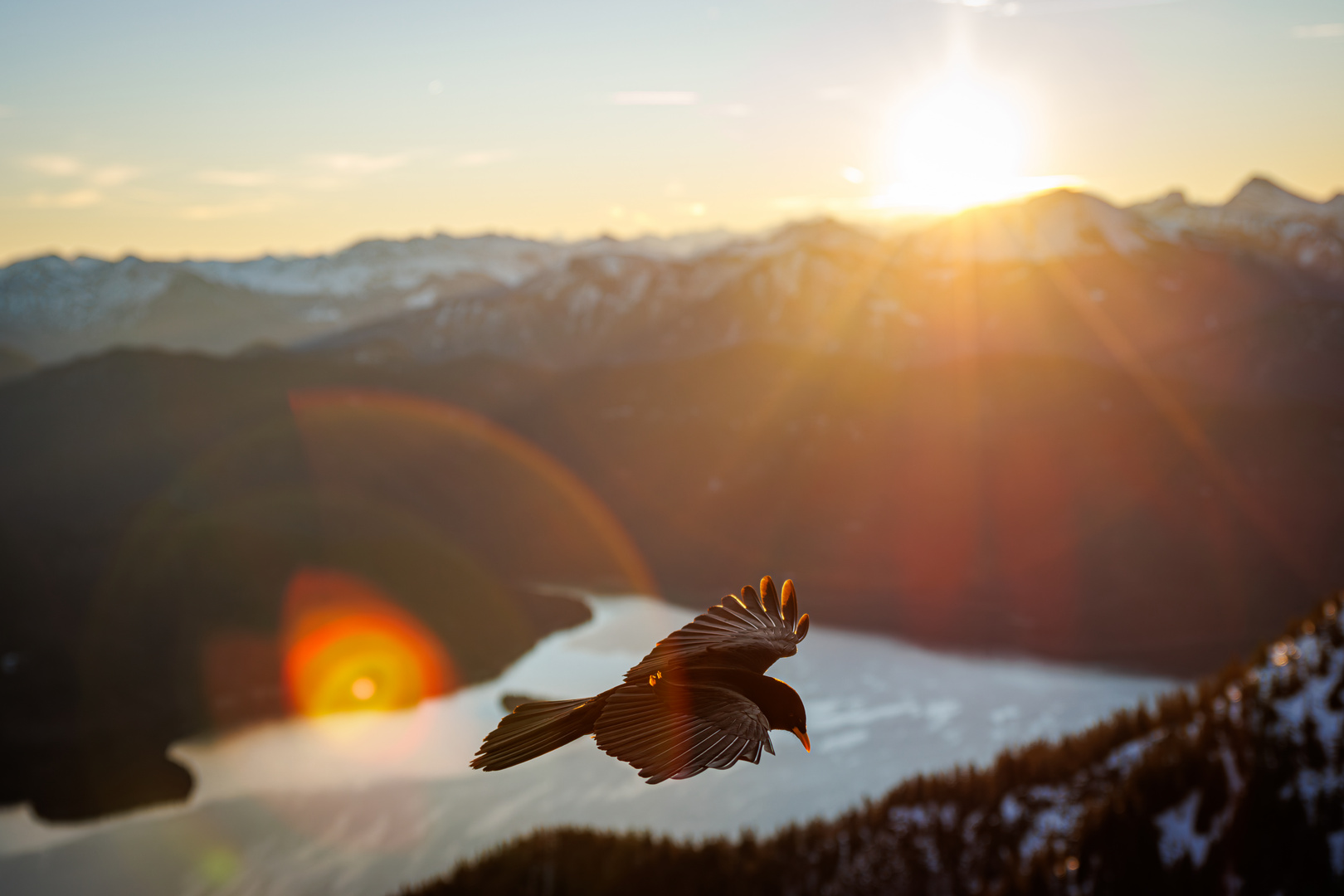 Der frühe Vogel und so