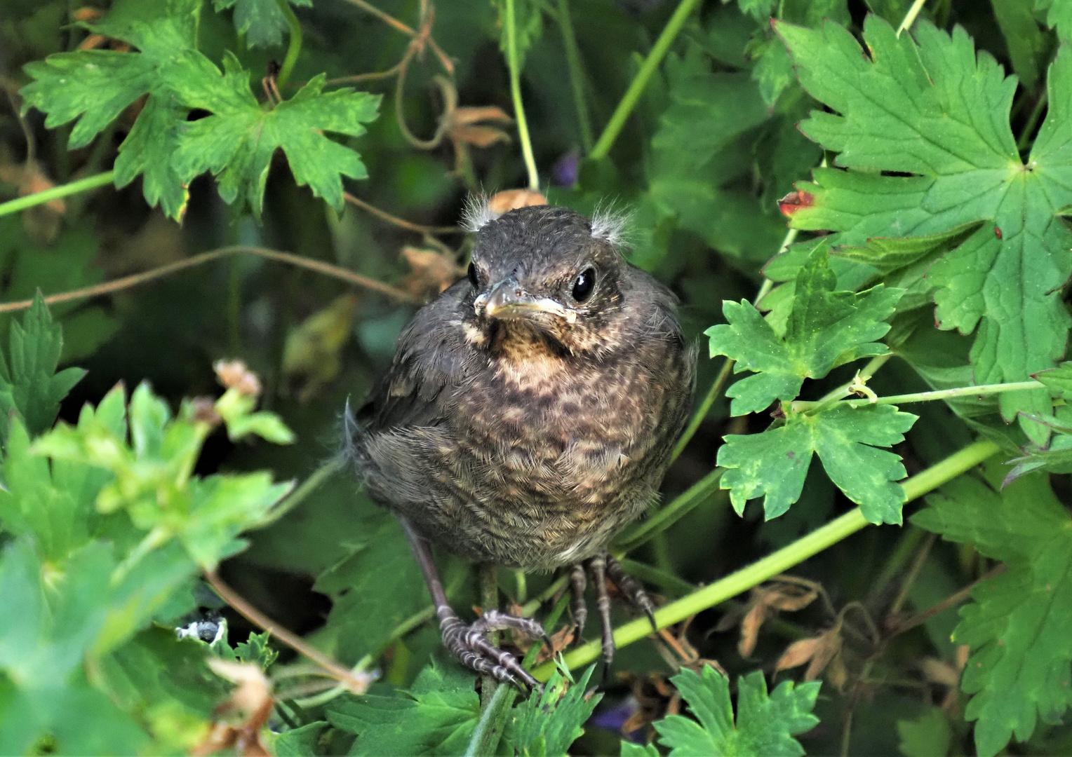 der frühe Vogel wartet auf den Wurm