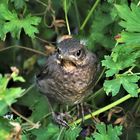 der frühe Vogel wartet auf den Wurm