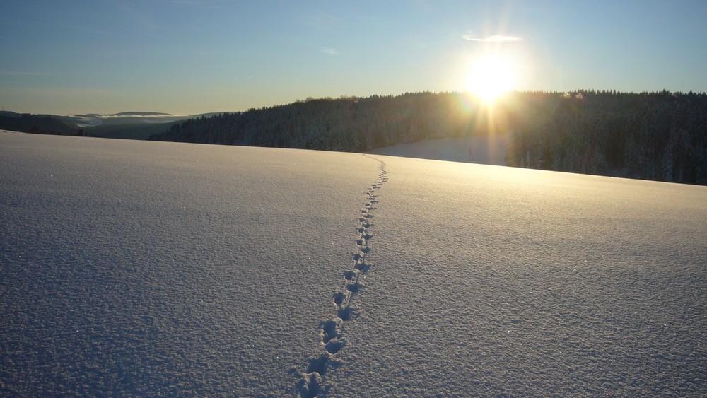 Der frühe Winter