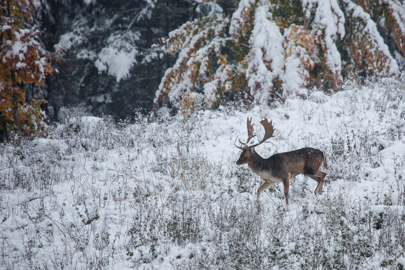 Der frühe Wintereinbruch...