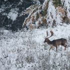 Der frühe Wintereinbruch...