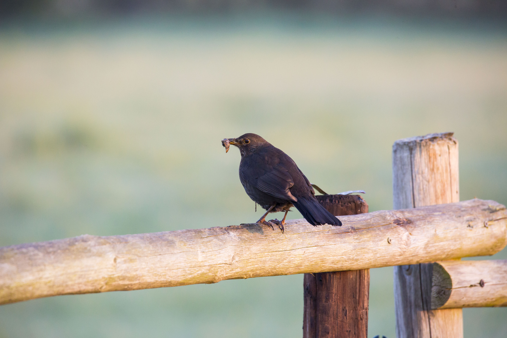 Der früher Vogel fängt den Wurm