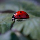 Der Fruehhling ist da, wie ich heute im Garten entdecken konnte.