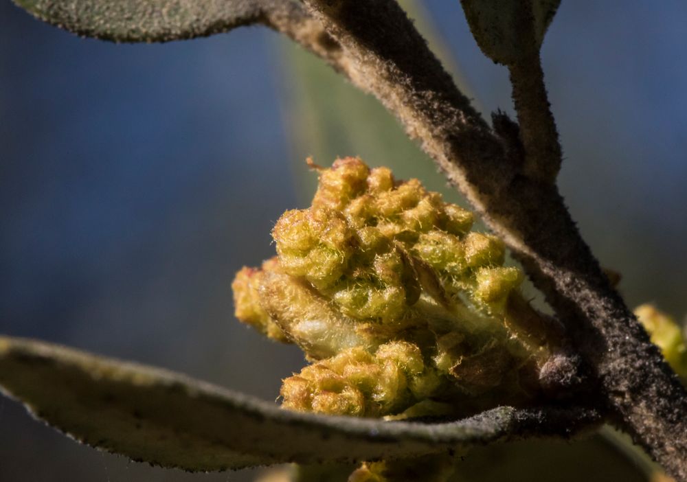 Der Frühjahrsaustrieb der Steineiche-Quercus ilex