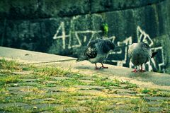 Der Frühjahrsputz in Mainz am Rhein