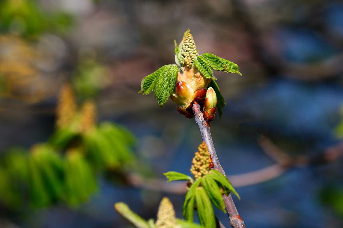 Der Frühlimg kommt