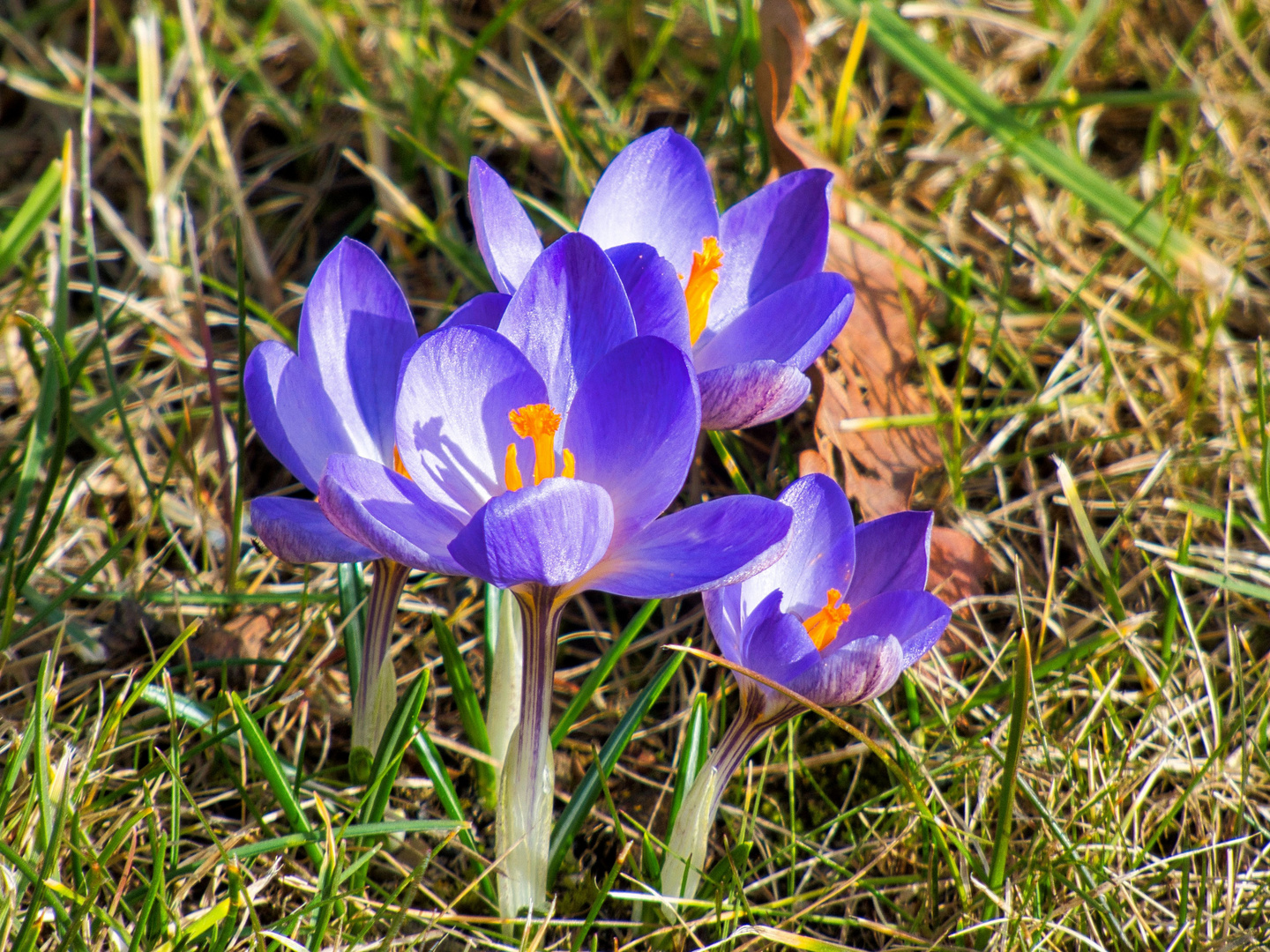 der Frühling...,