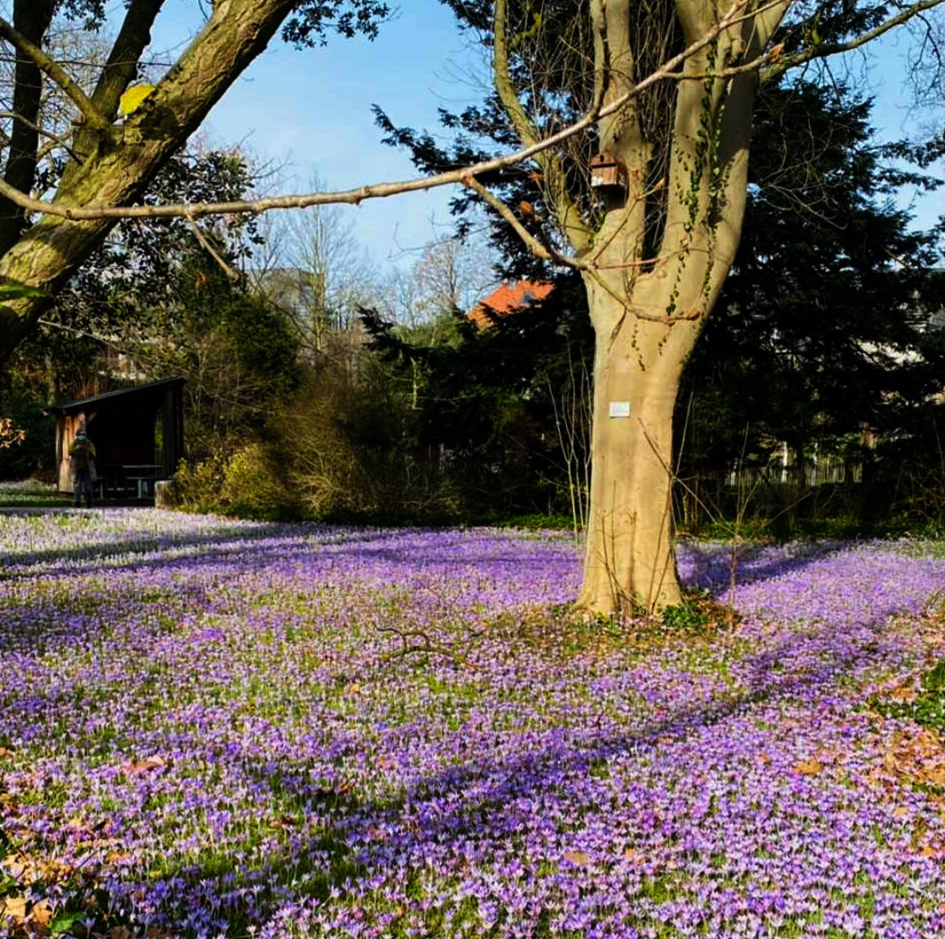 der Frühling 