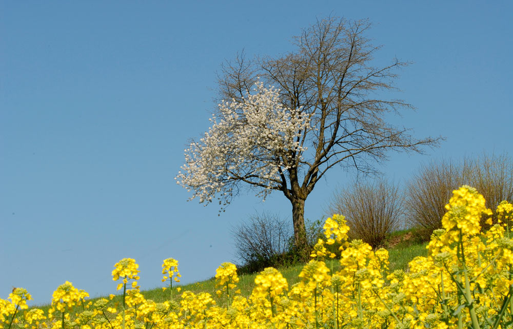 Der Frühling 07