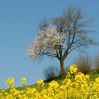 Der Frühling 07